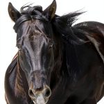 Bluebonnet Feeds Senior Horse Food Dust Free Probiotics-0