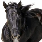 Bluebonnet Stride 101 Horse Feed with Probiotics Vitamin E-0