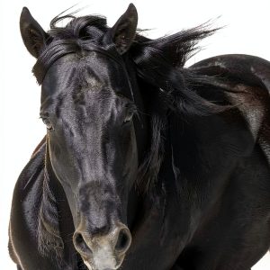 Bluebonnet Stride 101 Horse Feed with Probiotics Vitamin E-0