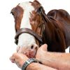 Senior Horse Pellets New Country Organics Flax Oil-4
