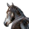 Senior Horse Pellets New Country Organics Flax Oil-3