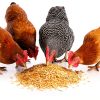 CountryMax Premium Barley Feed Grain for Livestock-4