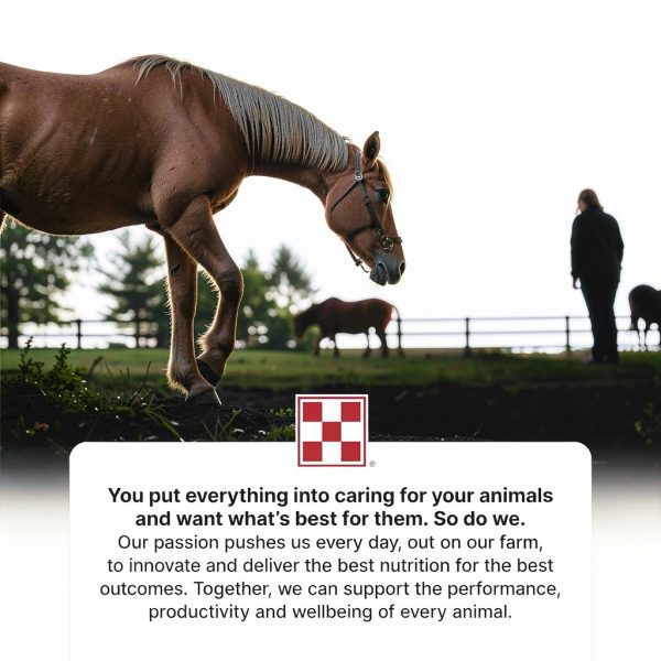 Purina Outlast Horse Supplement for Gastric Balance-5