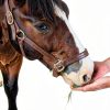 Senior Horse Pellets New Country Organics Flax Oil-1